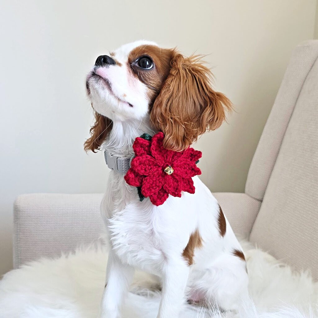 poinsettia crochet dog collar flower featured